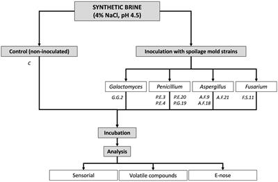 Application of Electronic Nose to Discriminate Species of Mold Strains in Synthetic Brines